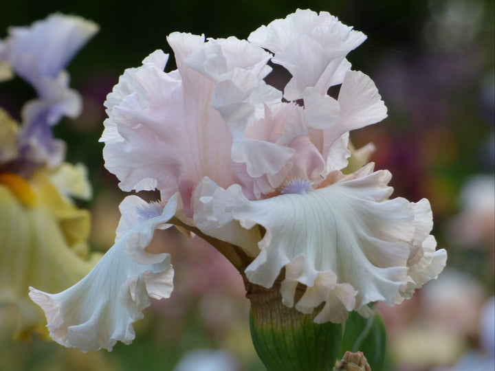 Otherside of Heaven | Tall Bearded Iris – Schreiner's Gardens