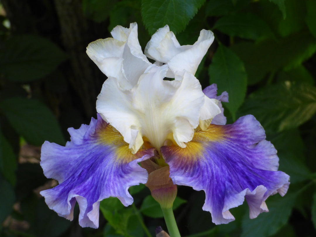 Outer Banks | Tall Bearded Iris – Schreiner's Gardens