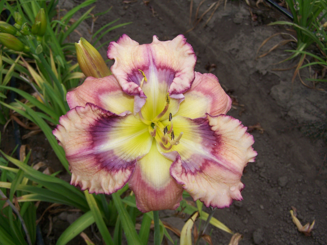 Outer Space | Spring Daylily Catalog – Schreiner's Gardens