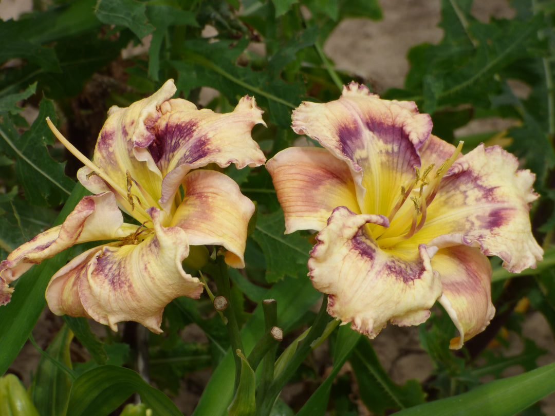 Outer Space | Spring Daylily Catalog – Schreiner's Gardens