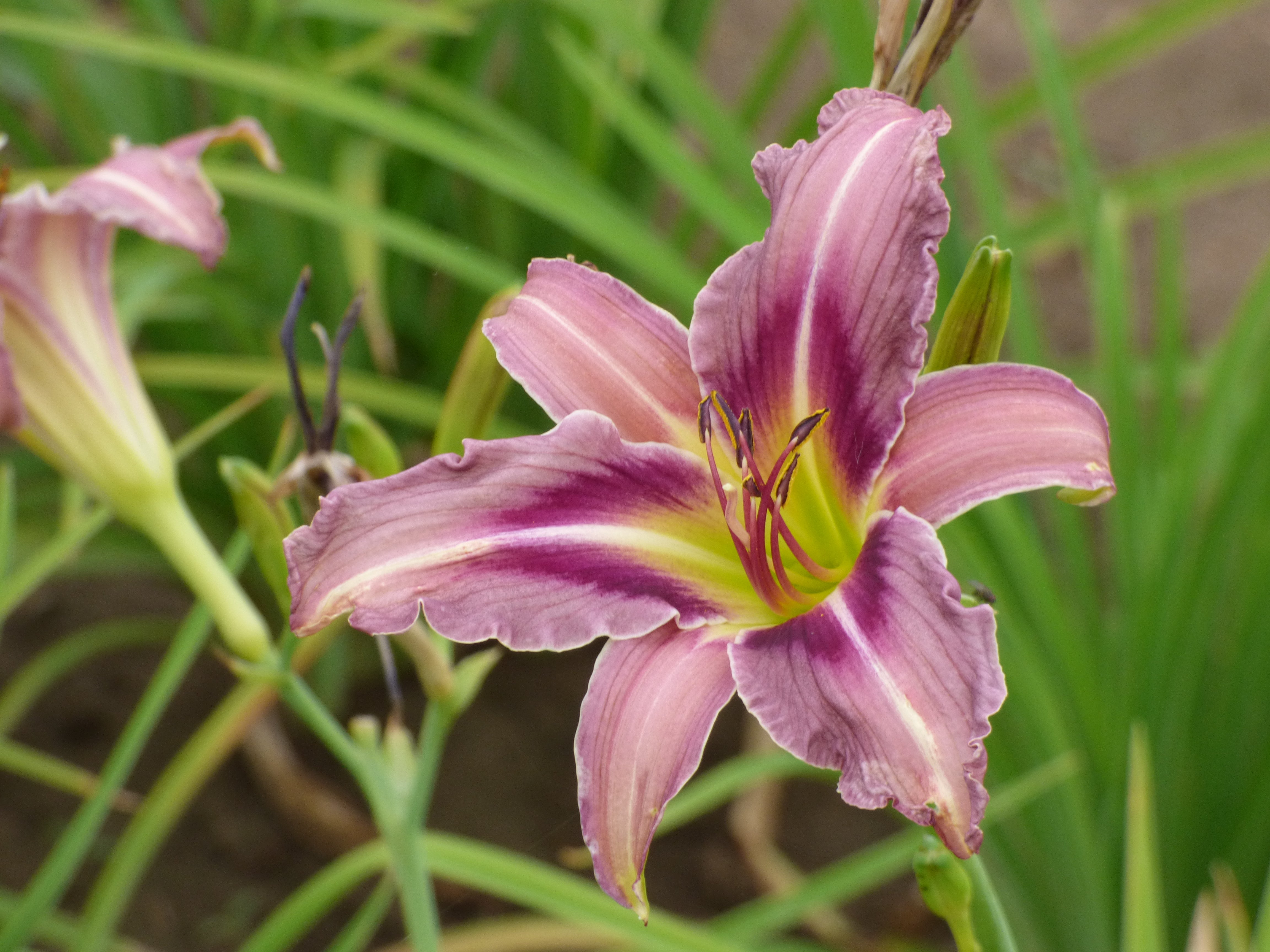フラワー・ガーデニング ZEROjr Ocean Spirit | Spring Daylily Catalog – Schreiner's Gardens