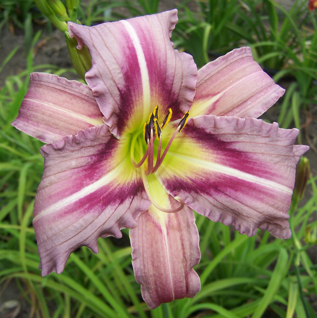 Ocean Spirit | Spring Daylily Catalog – Schreiner's Gardens