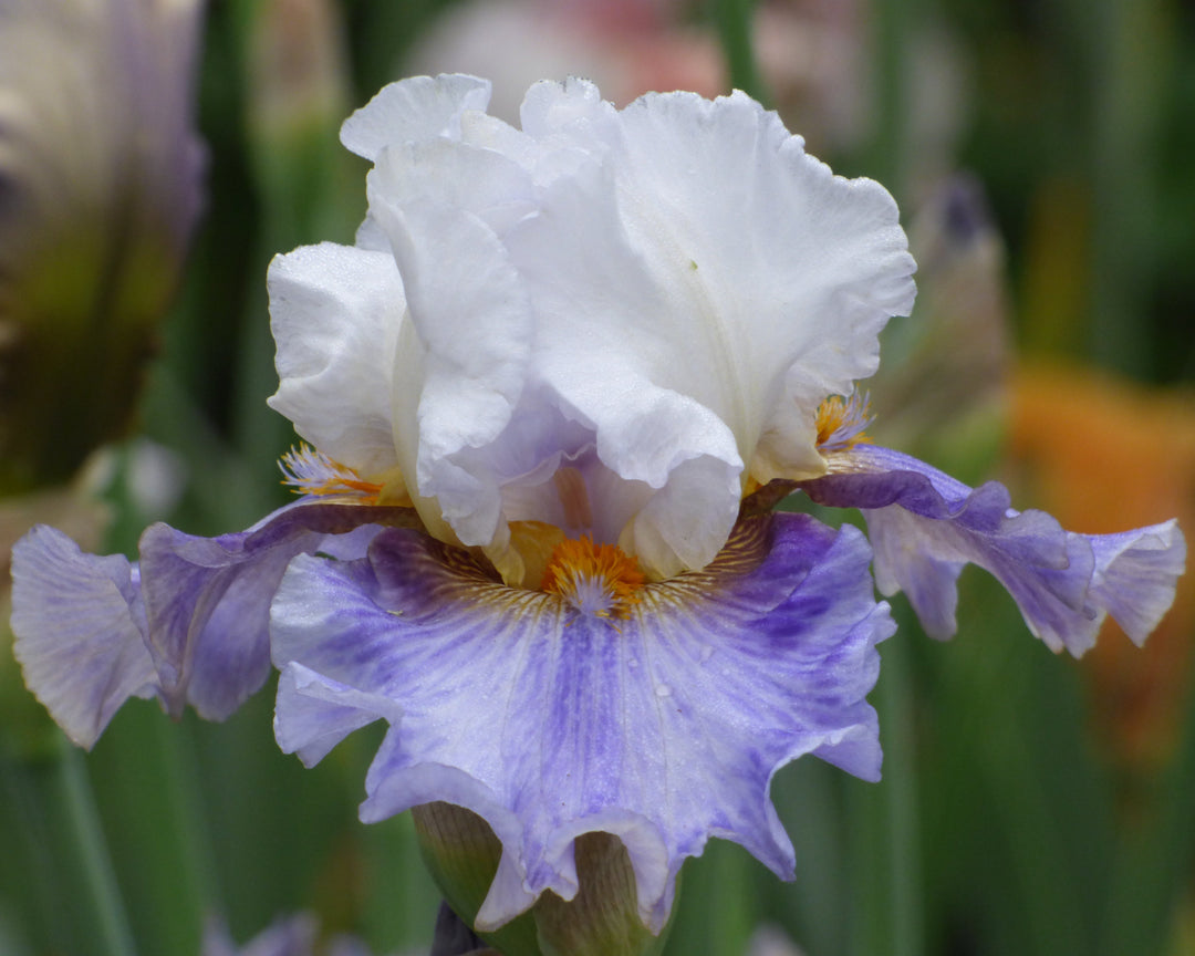 Off Hours | Tall Bearded Iris – Schreiner's Gardens