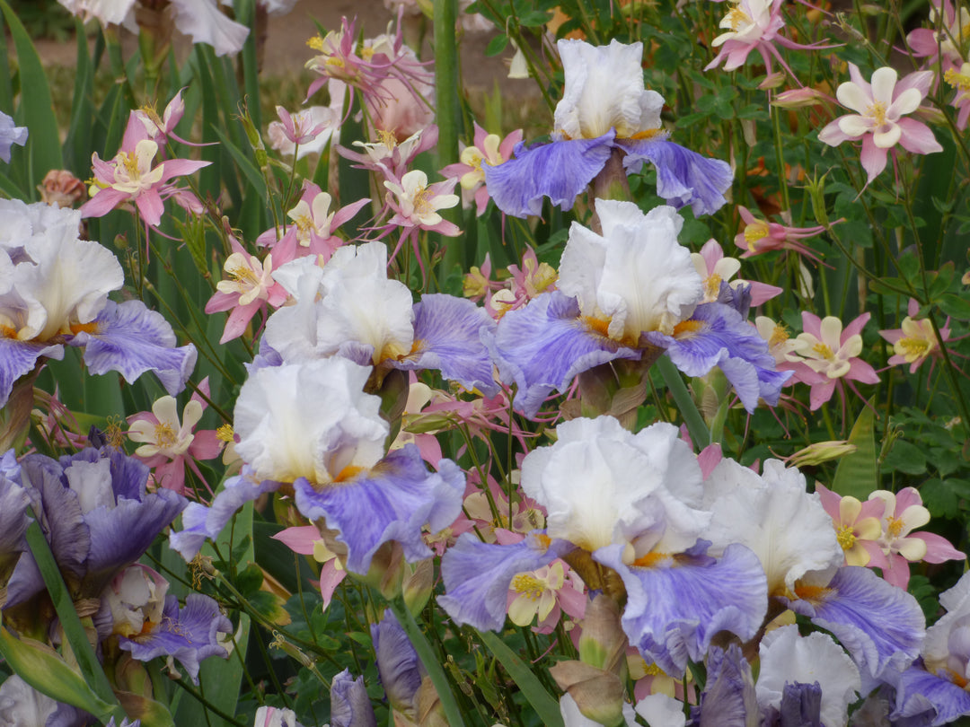 Off Hours | Tall Bearded Iris – Schreiner's Gardens
