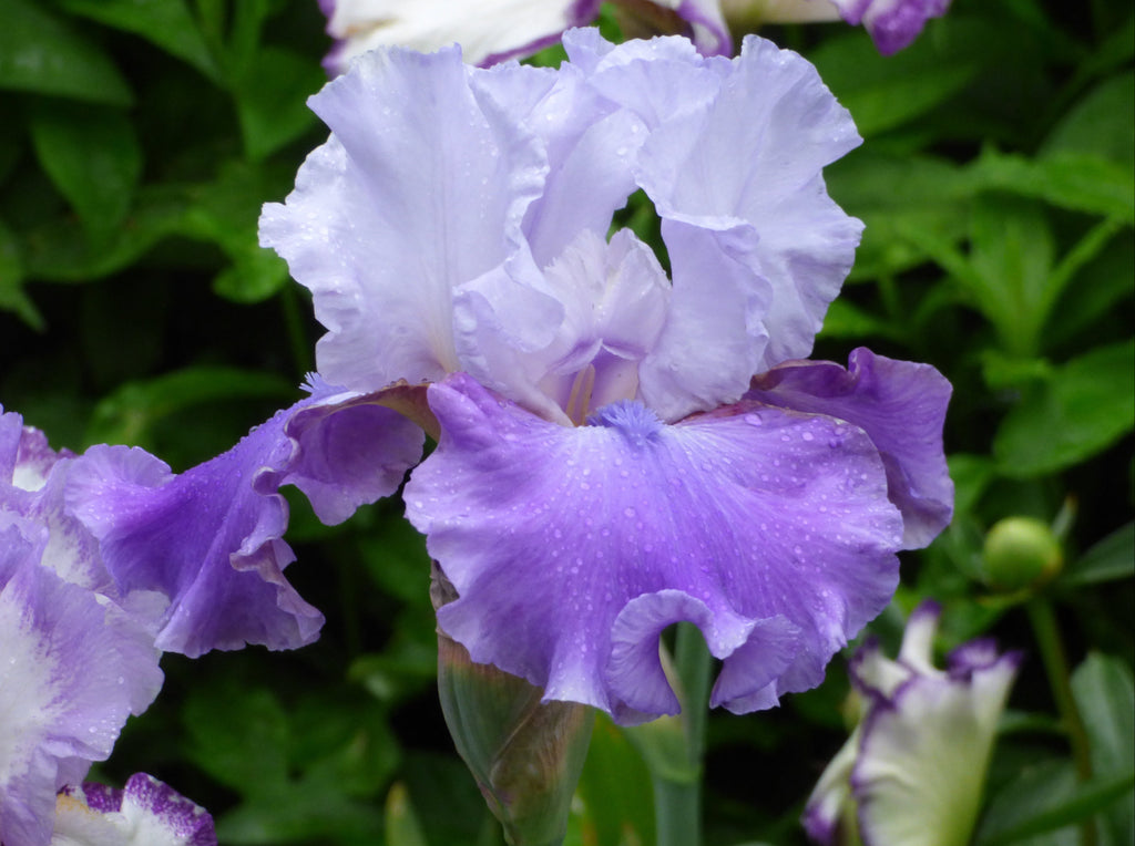 Off The Shoulder | Tall Bearded Iris – Schreiner's Gardens