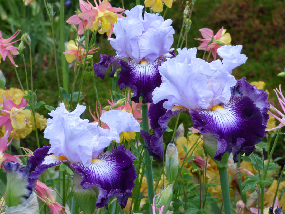 Off Topic | Tall Bearded Iris – Schreiner's Gardens