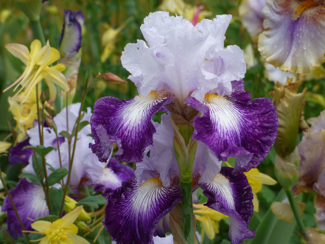 Off Topic | Tall Bearded Iris – Schreiner's Gardens