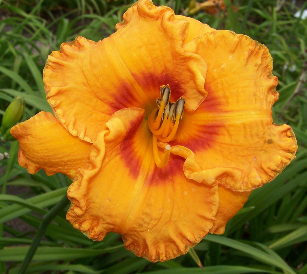 lily⭐︎ Oktoberfest (Daylily) | Daylily Catalog – Schreiner's Gardens