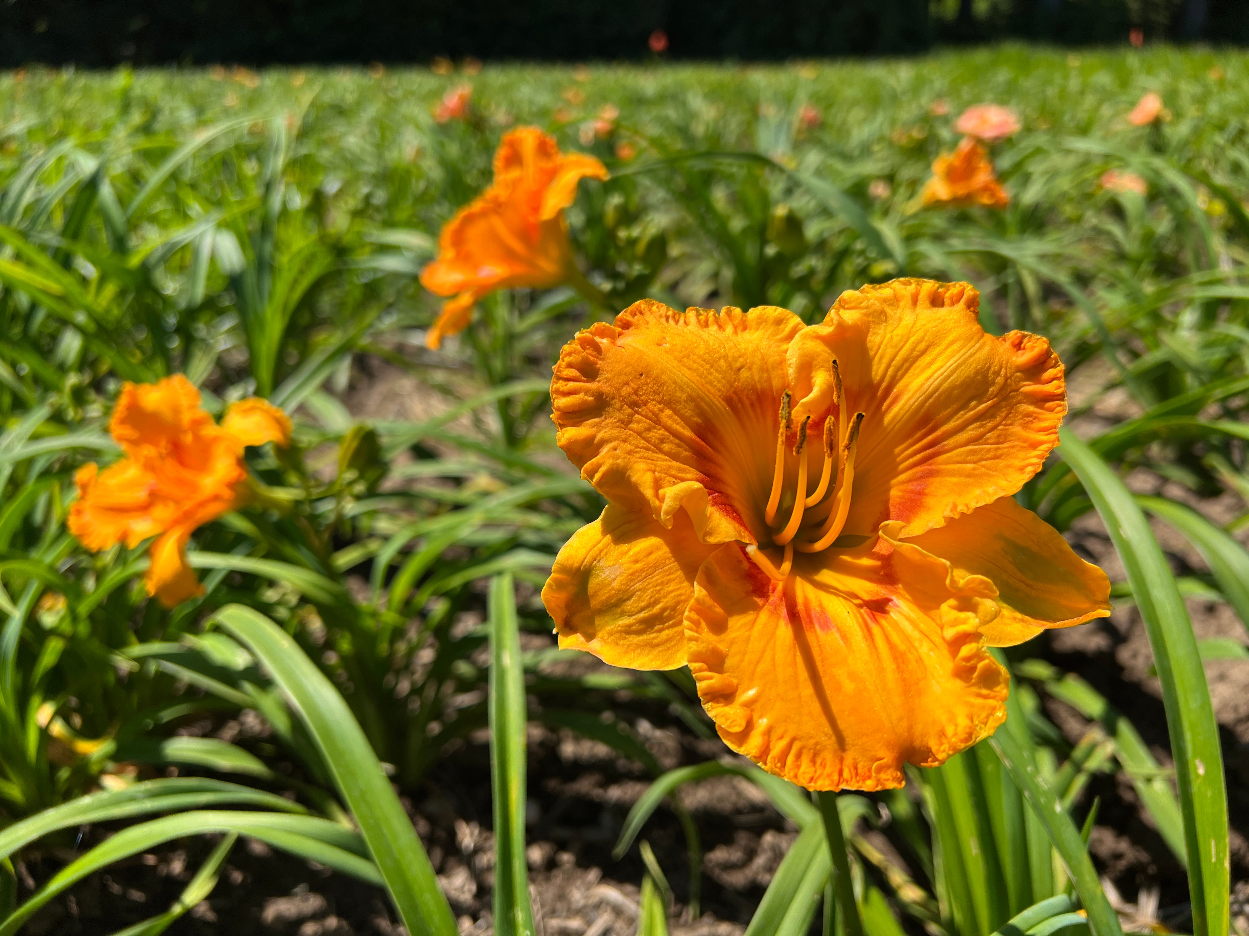 daylily　セット 菓子