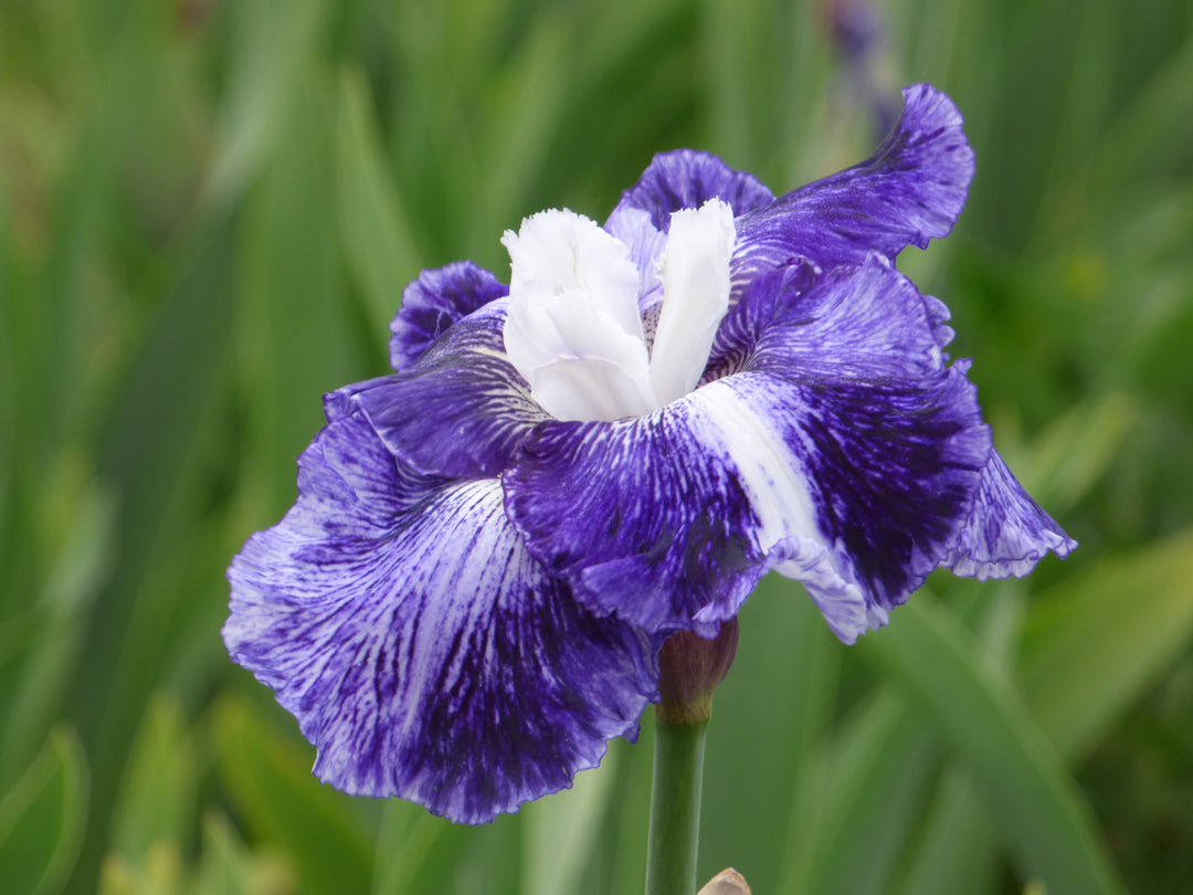 Old Sport | Tall Bearded Iris – Schreiner's Gardens