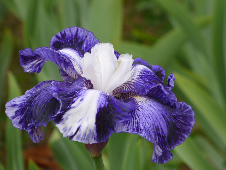 Old Sport | Tall Bearded Iris – Schreiner's Gardens