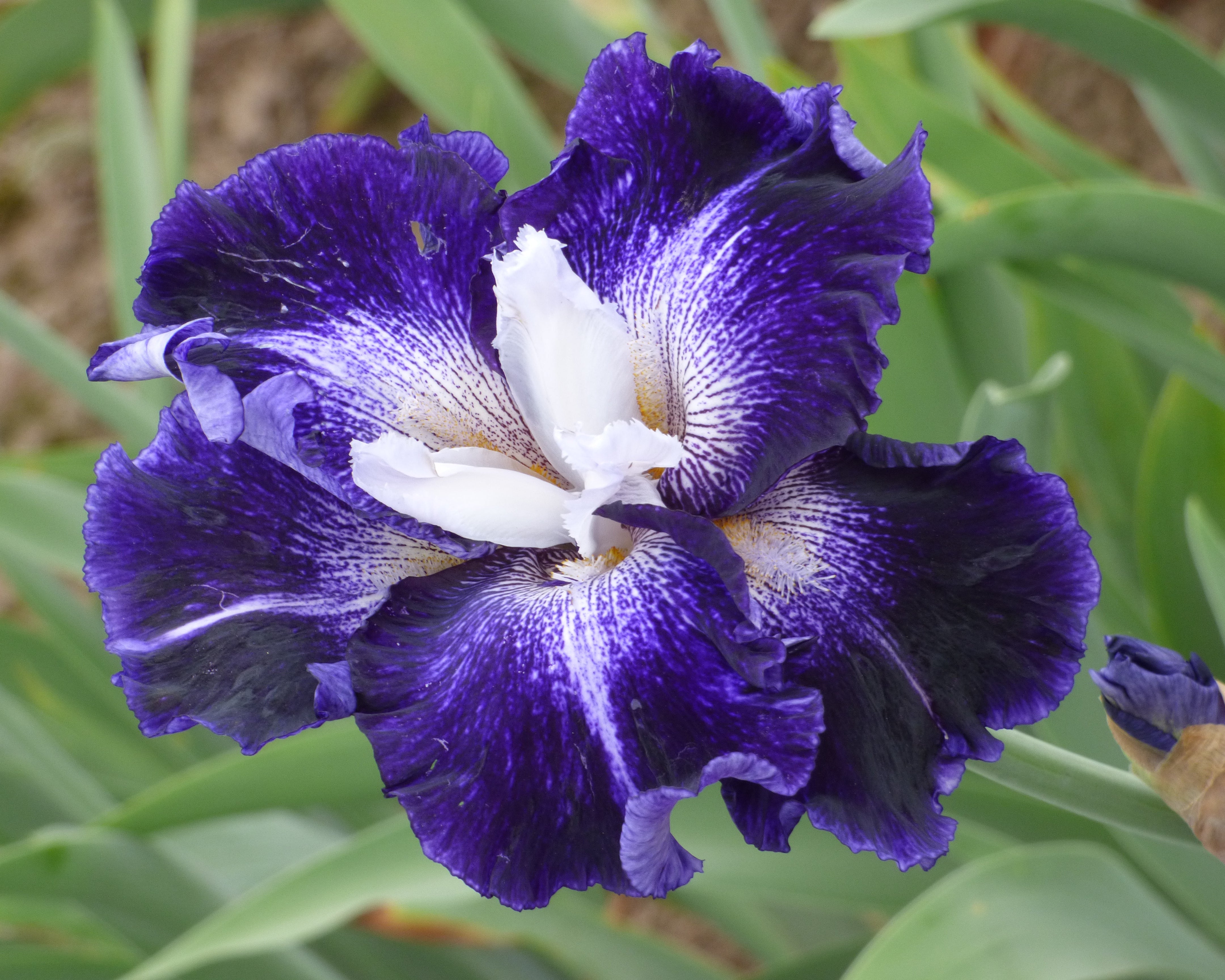PSY-ON WHOLE ソフビランタン ゴールゼロ 彩音 Old Sport | Tall Bearded Iris – Schreiner's Gardens