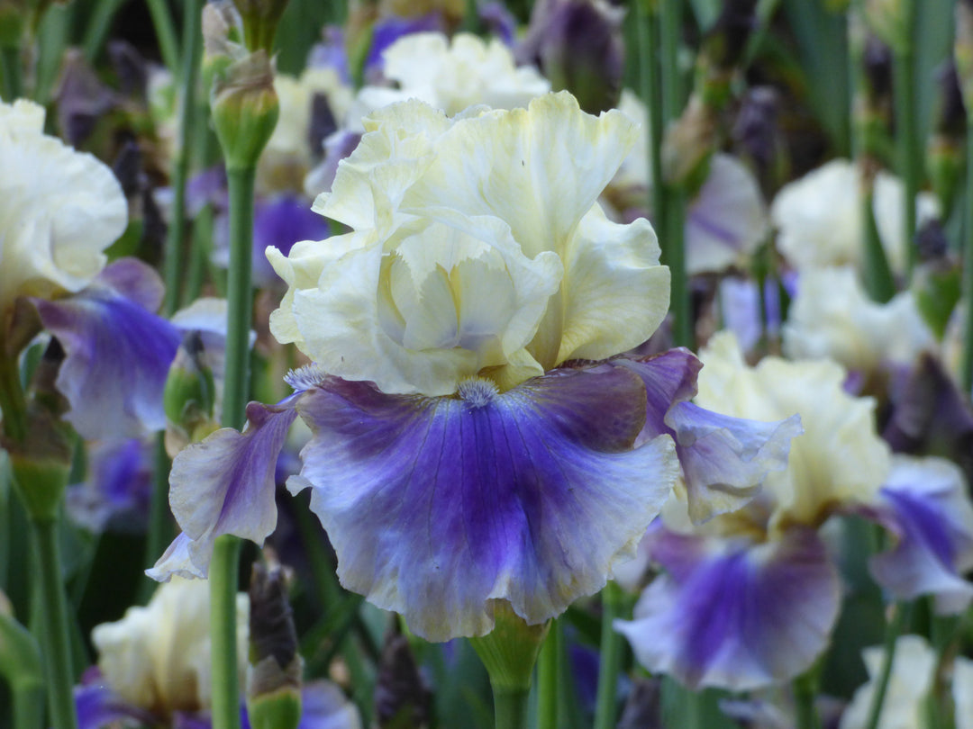 On Deck | Tall Bearded Iris – Schreiner's Gardens