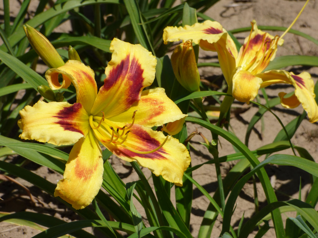 One Hot Mama | Spring Daylily Catalog – Schreiner's Gardens