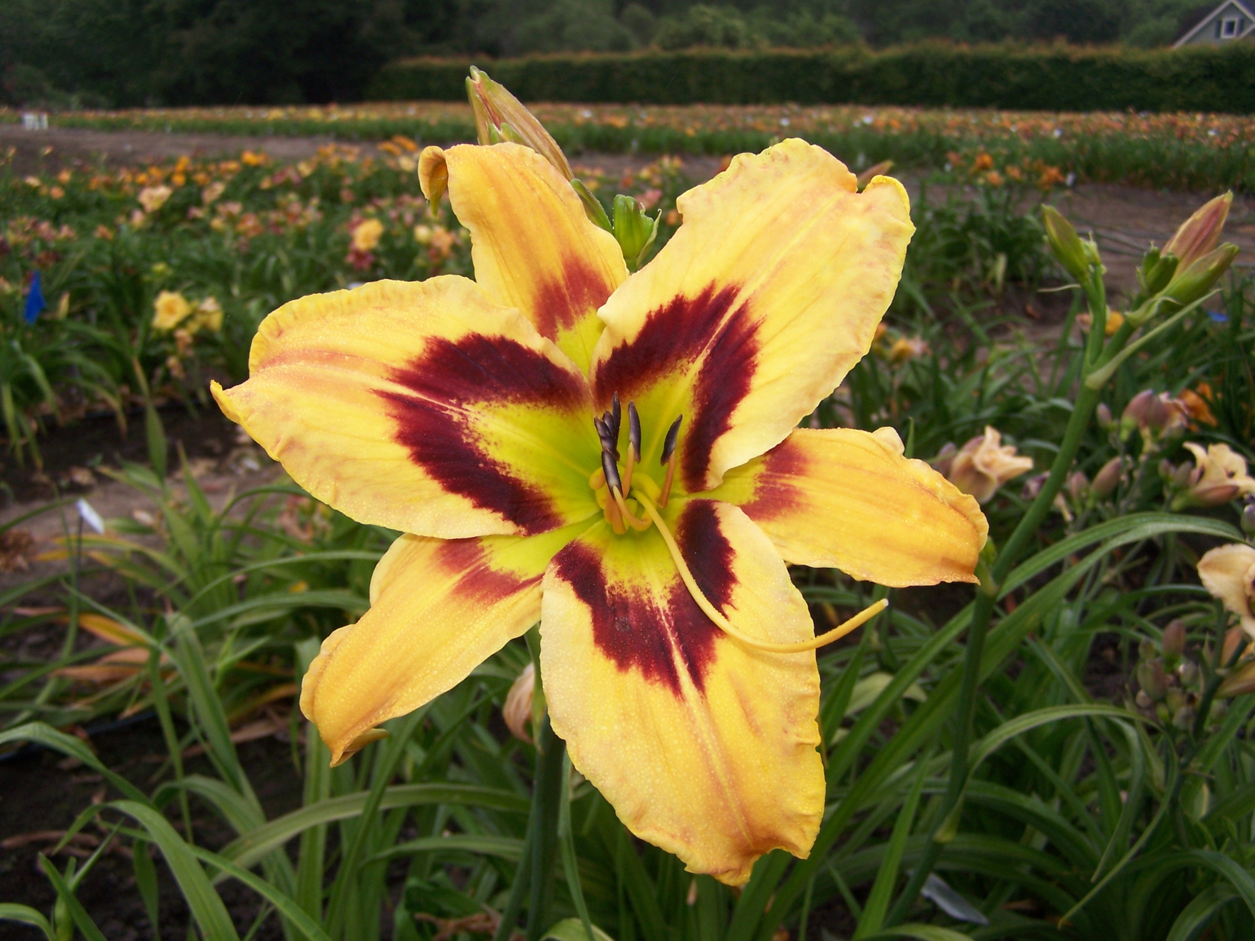One Hot Mama | Spring Daylily Catalog – Schreiner's Gardens