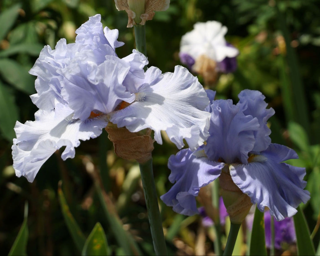 Opal Creek | Tall Bearded Iris – Schreiner's Gardens