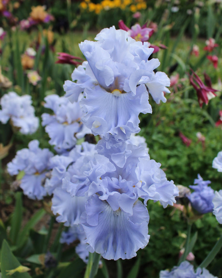 Opal Creek | Tall Bearded Iris – Schreiner's Gardens