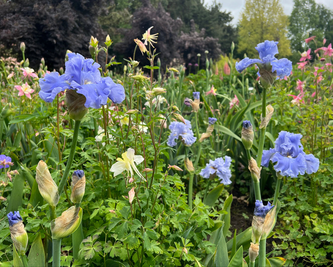 Opal Creek | Tall Bearded Iris – Schreiner's Gardens