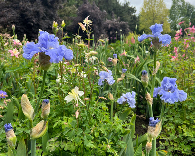 ACTUS Spira TARO イージーカーテン 142cmx200cm Opal Creek | Tall Bearded Iris – Schreiner's Gardens