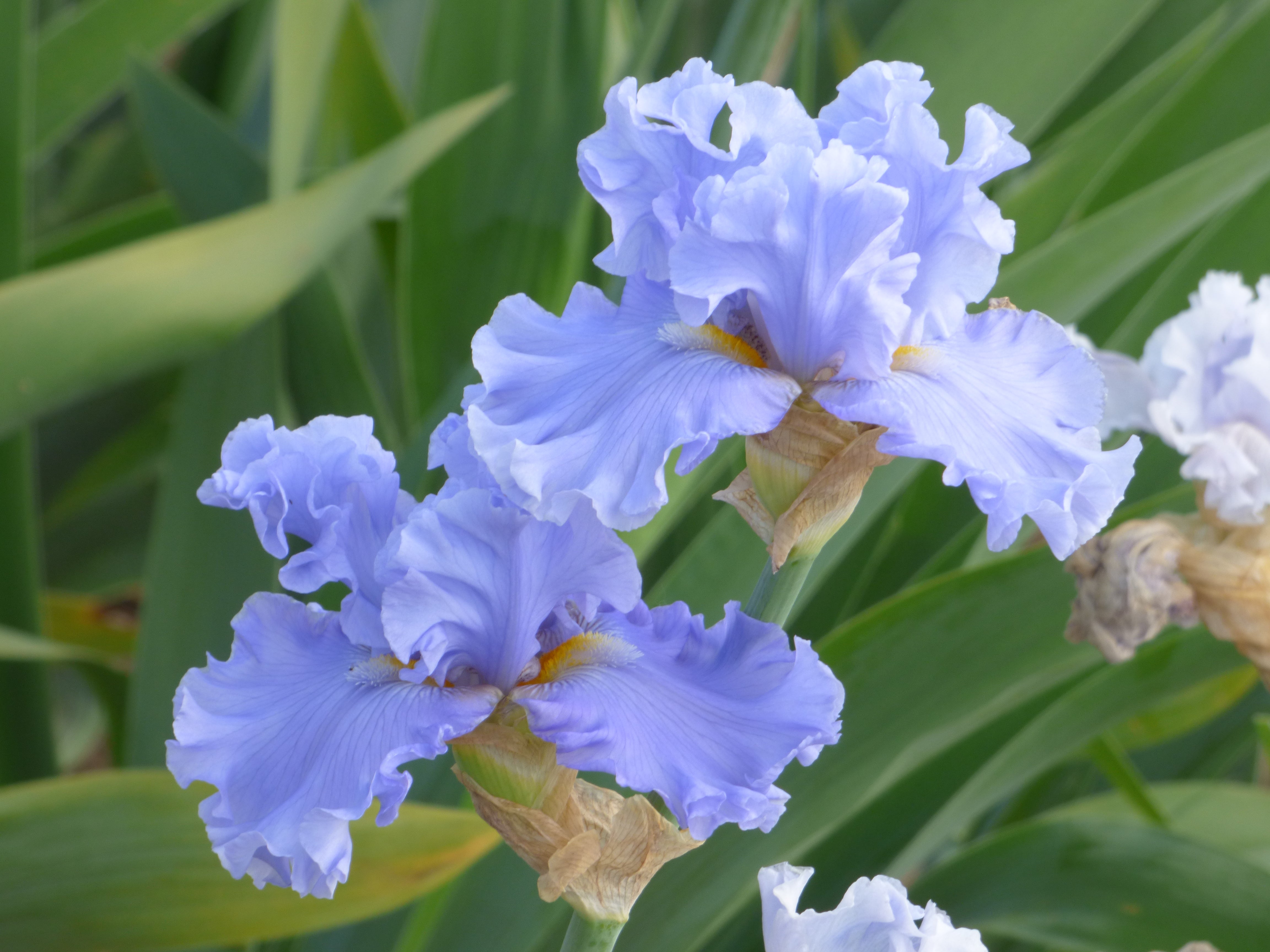 Opal Creek | Tall Bearded Iris – Schreiner's Gardens