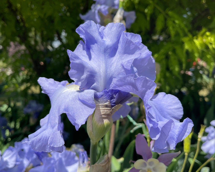 Open Ocean | Tall Bearded Iris – Schreiner's Gardens