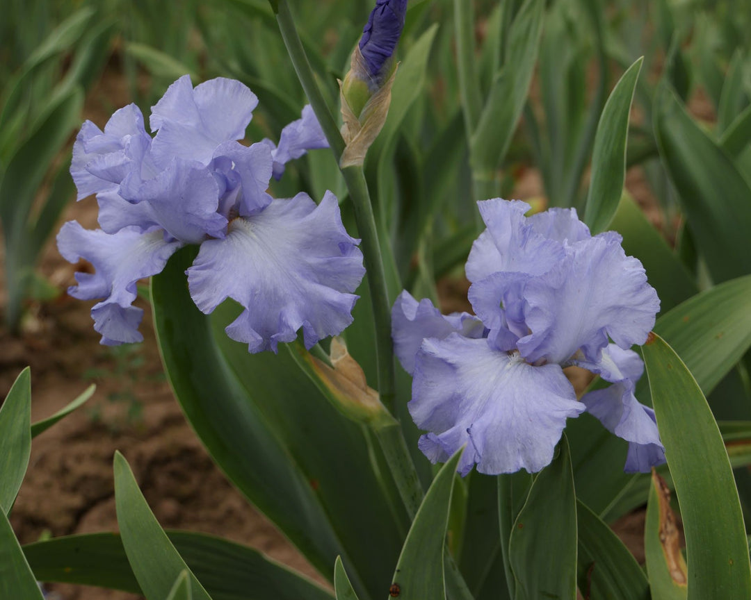 Open Ocean | Tall Bearded Iris – Schreiner's Gardens