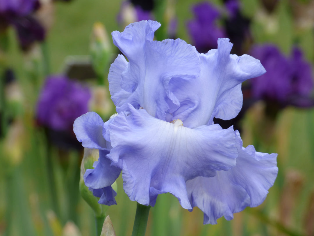 Open Ocean | Tall Bearded Iris – Schreiner's Gardens