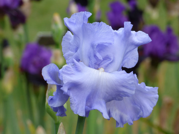 Open Ocean | Tall Bearded Iris – Schreiner's Gardens