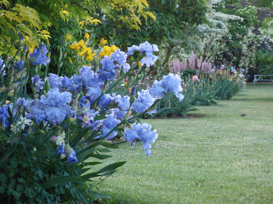 Open Ocean | Tall Bearded Iris – Schreiner's Gardens