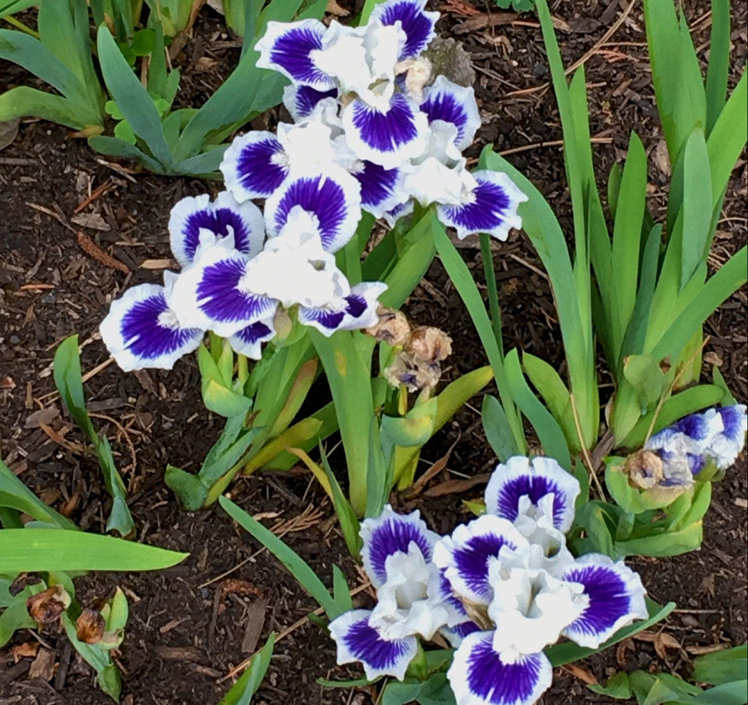 Open Your Eyes | Dwarf Bearded Iris – Schreiner's Gardens