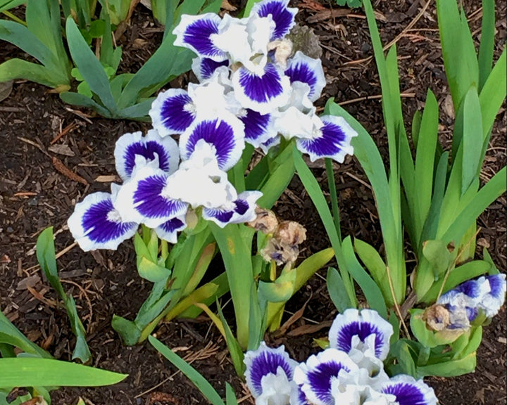 Open Your Eyes | Dwarf Bearded Iris – Schreiner's Gardens