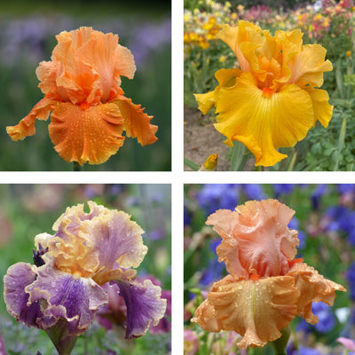 Orange Iris Bouquet