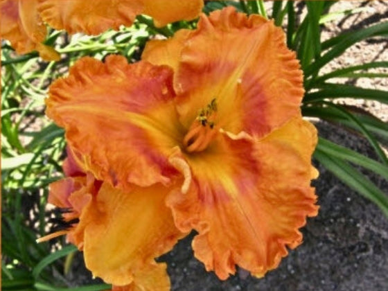 Orange Dynamite