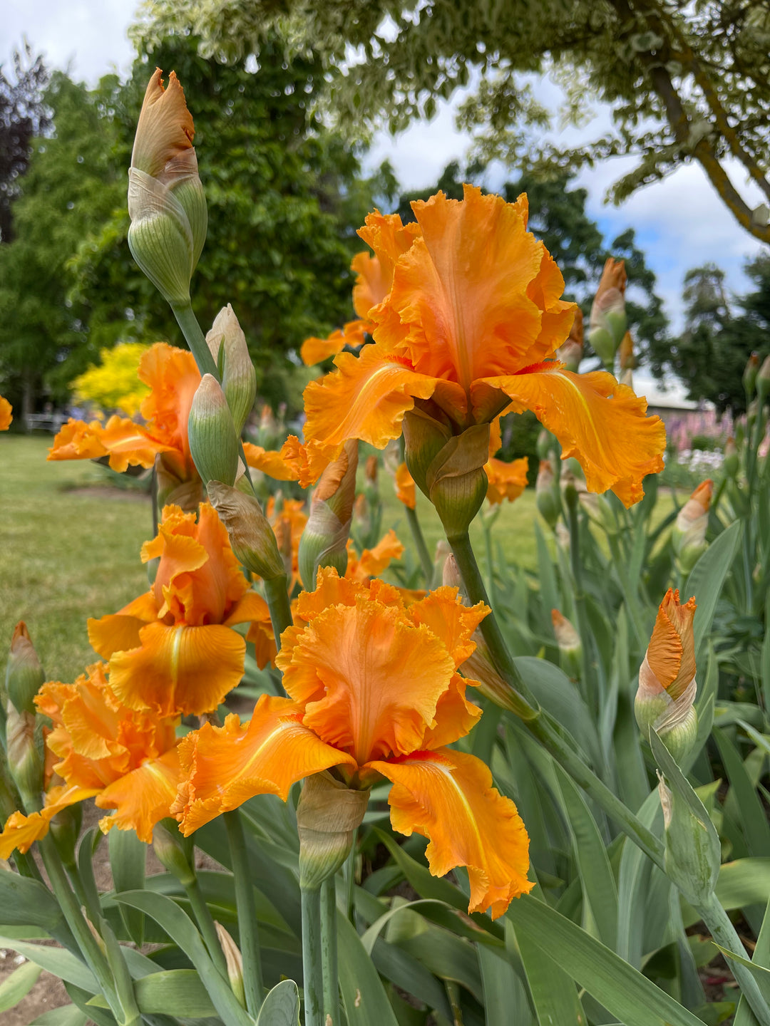 Orange Splash | Tall Bearded Iris – Schreiner's Gardens