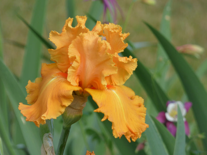 Orange Splash | Tall Bearded Iris – Schreiner's Gardens