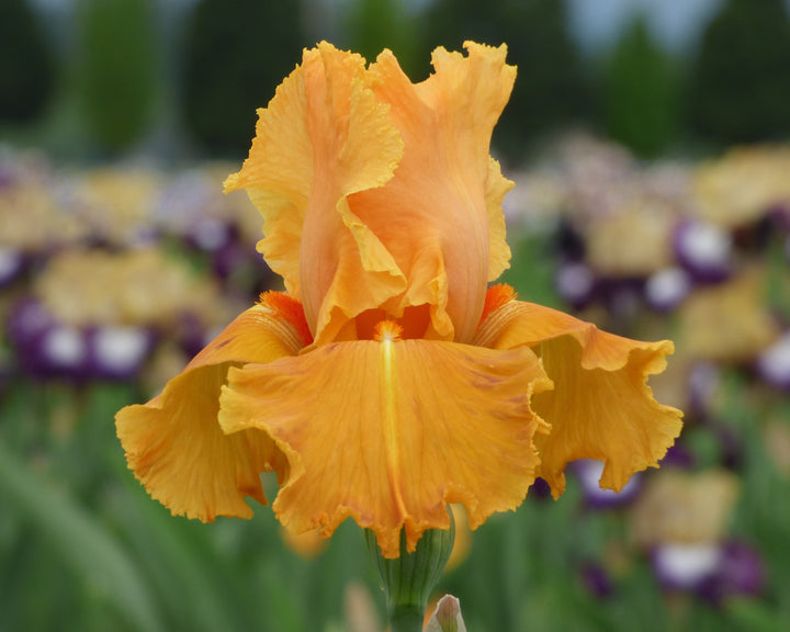 OrangeSplash_720x.jpg?v=1786055578