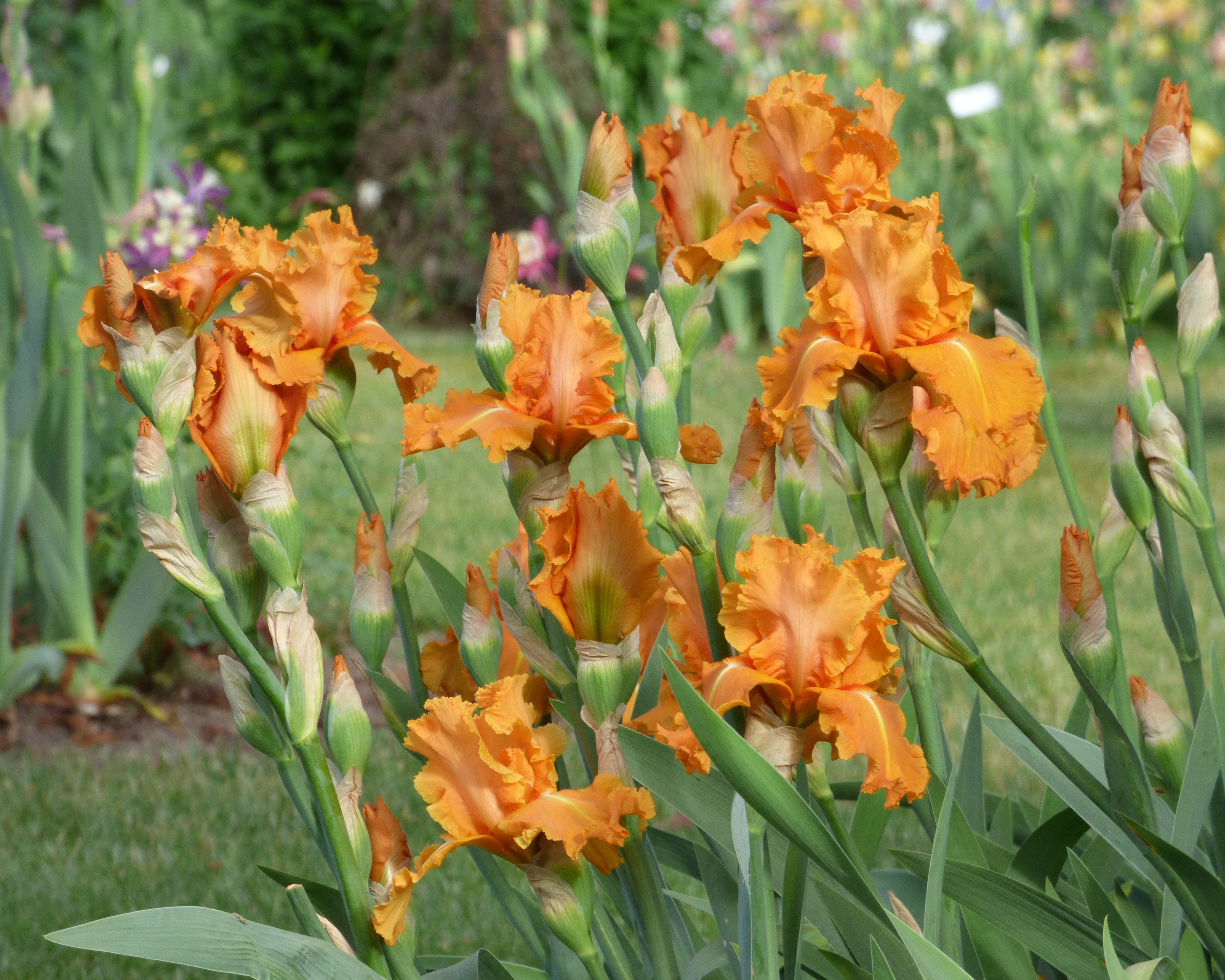 Orange Splash | Tall Bearded Iris – Schreiner's Gardens