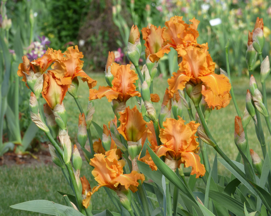 Orange Splash | Tall Bearded Iris – Schreiner's Gardens