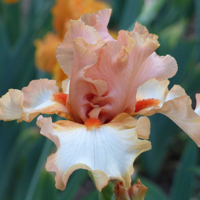 Mixed Pastel Iris Bouquet