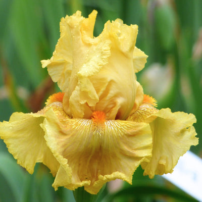 Yellow Iris Bouquet