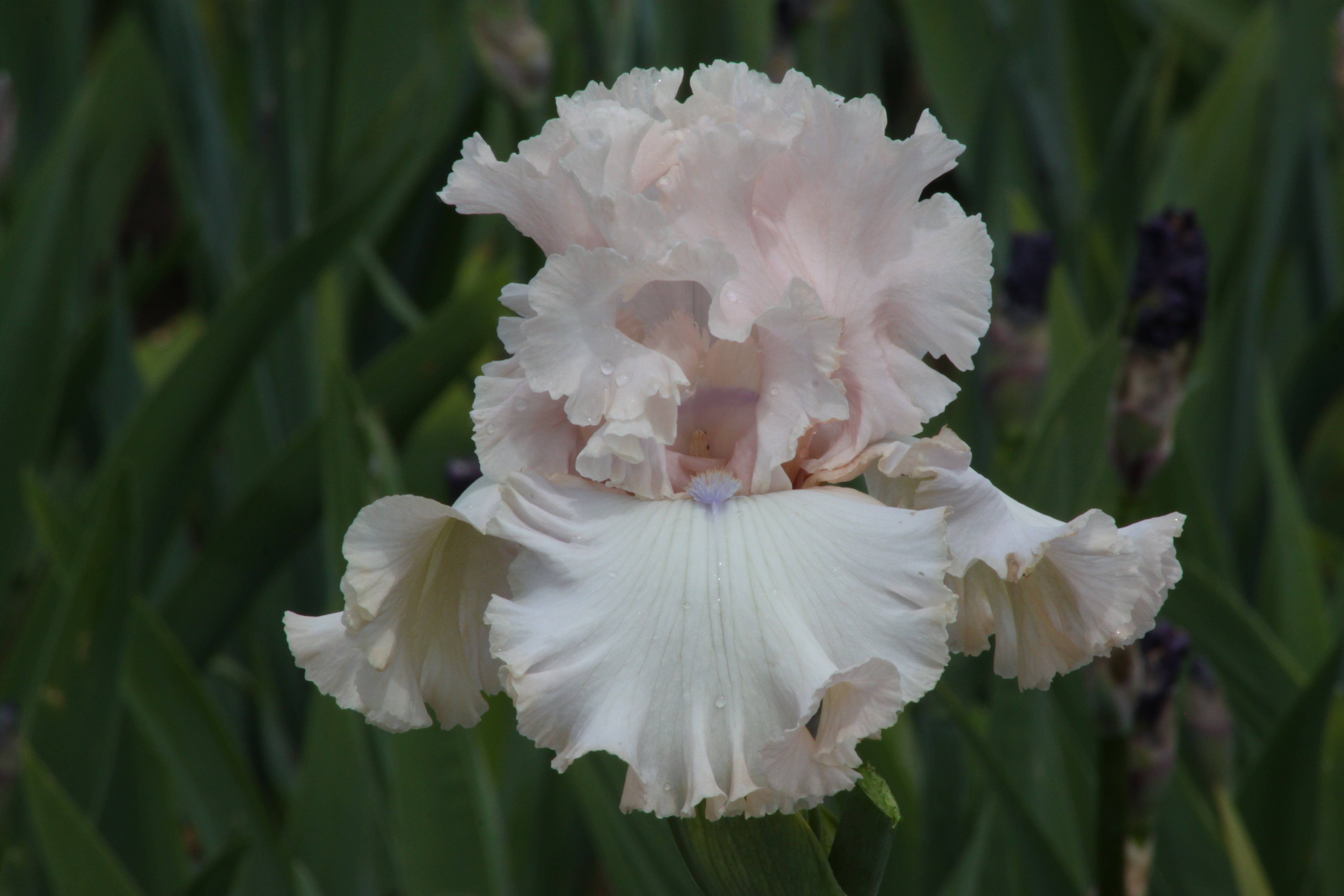 Otherside of Heaven | Tall Bearded Iris – Schreiner's Gardens