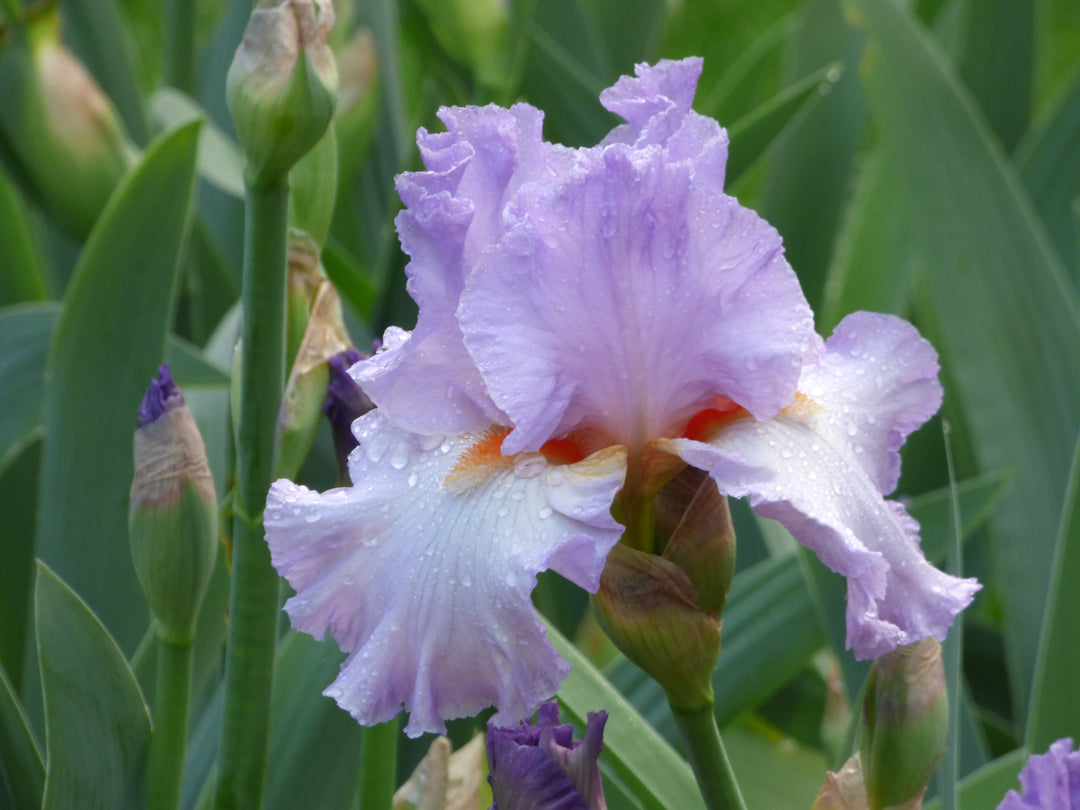Oui Madame | Tall Bearded Iris – Schreiner's Gardens