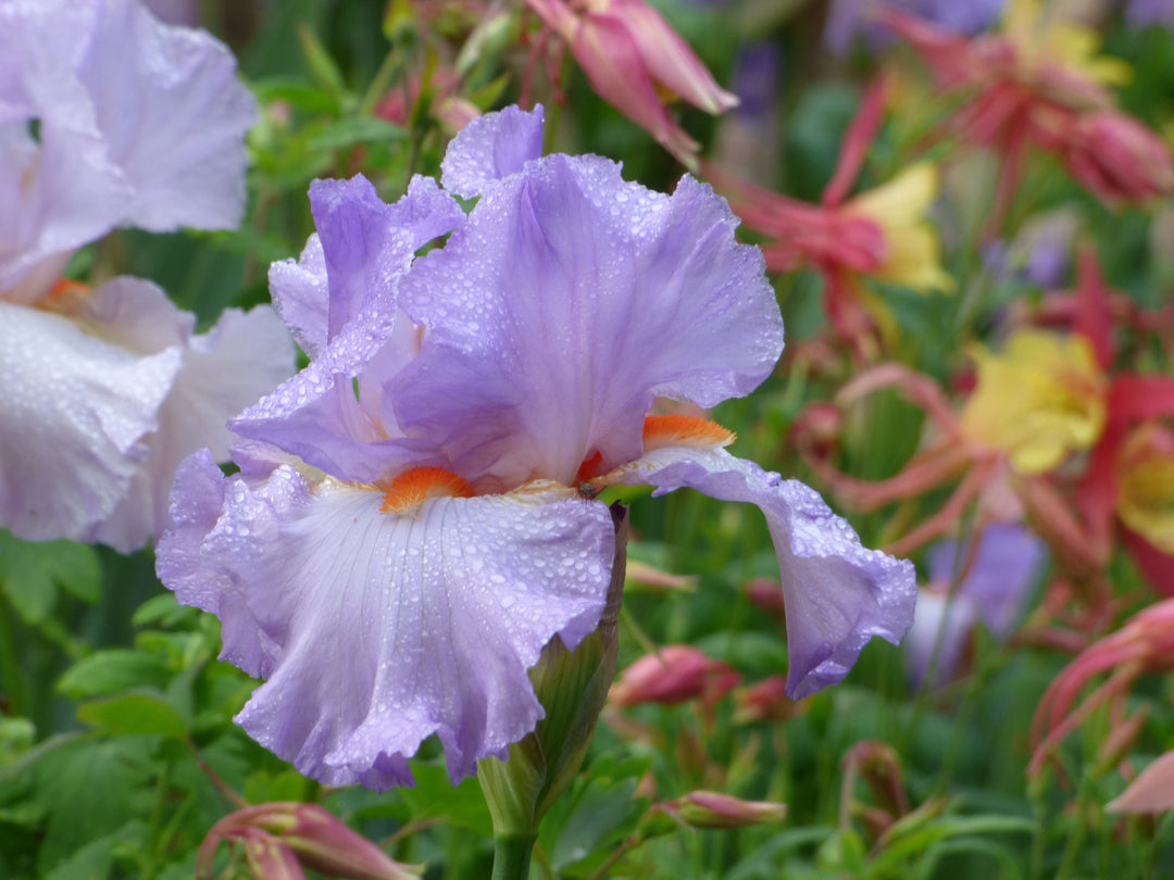 Oui Madame | Tall Bearded Iris – Schreiner's Gardens
