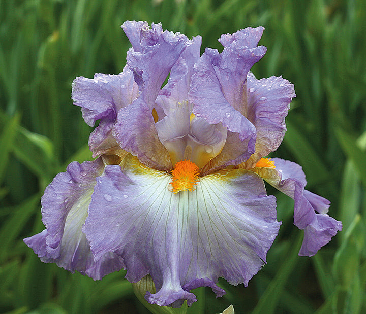 Oui Madame | Tall Bearded Iris – Schreiner's Gardens