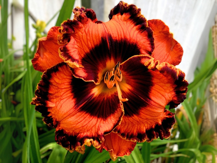Bill Maryott's 2025 Summer Introductions – Schreiner's Gardens