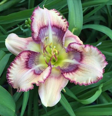 Outer Space | Spring Daylily Catalog – Schreiner's Gardens
