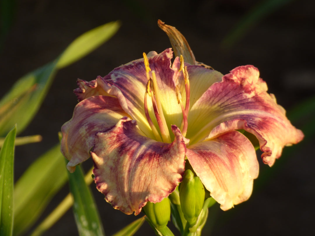 Outer Space | Spring Daylily Catalog – Schreiner's Gardens