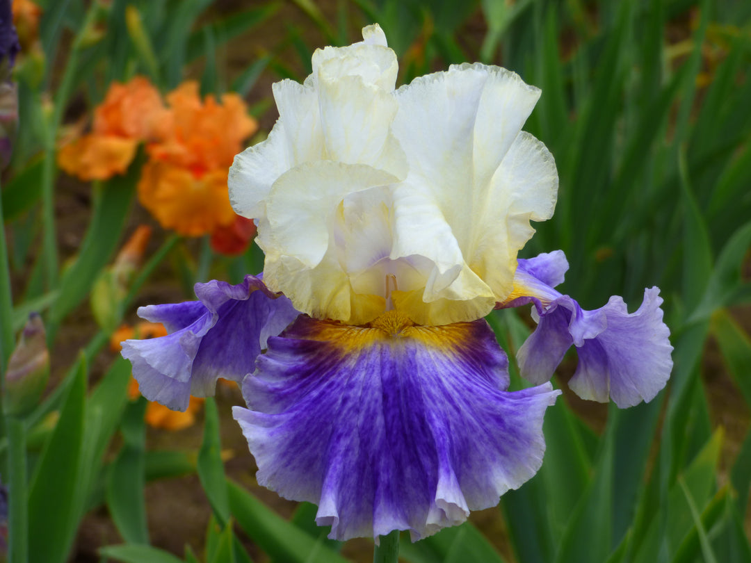 Outer Banks | Tall Bearded Iris – Schreiner's Gardens