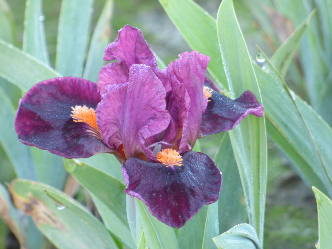 Outspoken | Dwarf Bearded Iris – Schreiner's Gardens