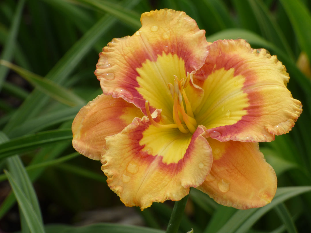 【おまとめ】ANRI【A Special Day】【Spring Bright】 Axiom | Daylily Catalog – Schreiner's Gardens